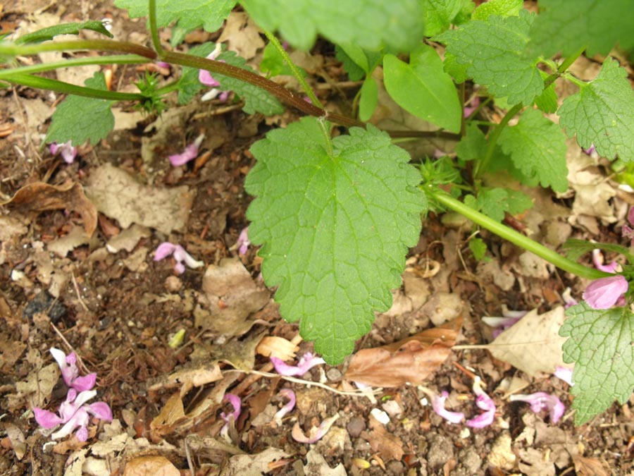 Lamiaceae da ID